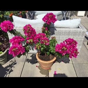 Pink Bougainvillea in Terracotta Pot